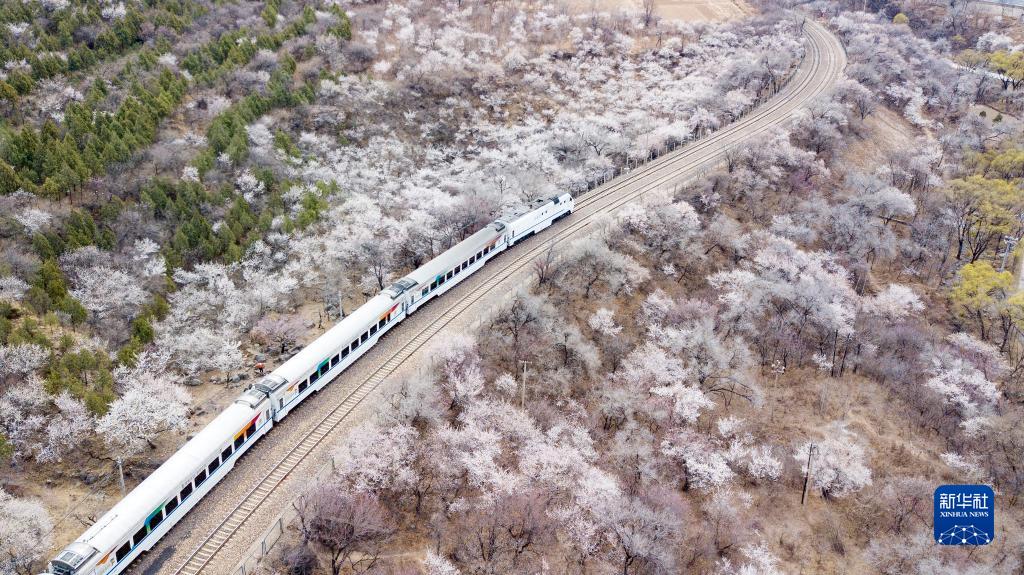 居庸関長城の麓の「花咲く線路」を走り抜ける北京市郊外鉄道S2号線（3月23日、ドローンによる撮影・鞠煥宗）。