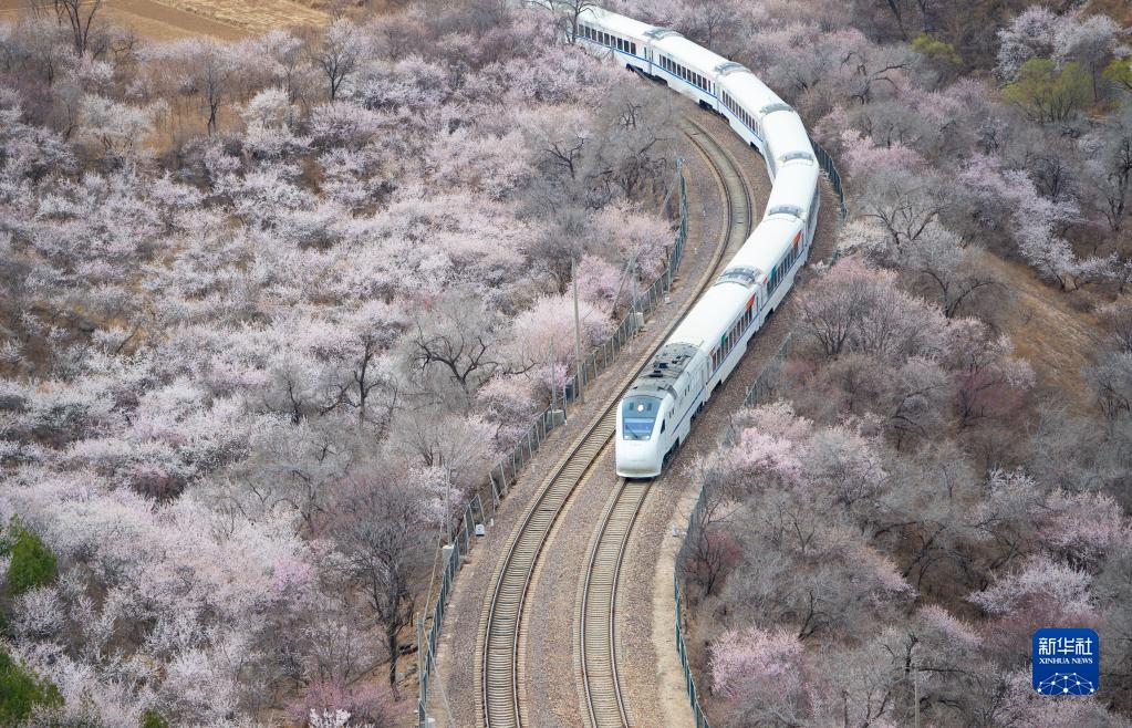 長城の「花咲く線路」を走り抜ける列車　北京