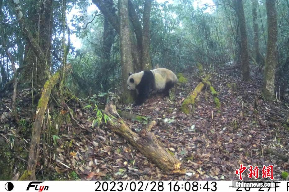 赤外線カメラがとらえた、木の幹の匂いを嗅ぐ野生のジャイアントパンダ（写真提供・ジャイアントパンダ国家公園眉山管理分局）。