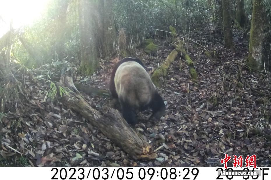 野生のジャイアントパンダが頻繁に出没　四川省瓦屋山