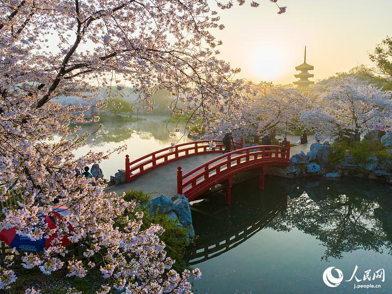 桜が満開を迎えた湖北省武漢市の東湖桜花園（写真著作権はCFP視覚中国が所有のため転載禁止）。
