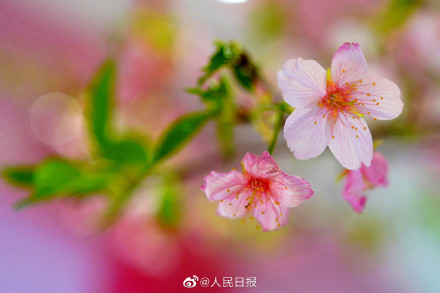 玉淵潭公園の桜