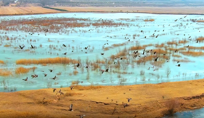 渡り鳥を迎えた渾河の美しい春景色　内蒙古自治区清水河
