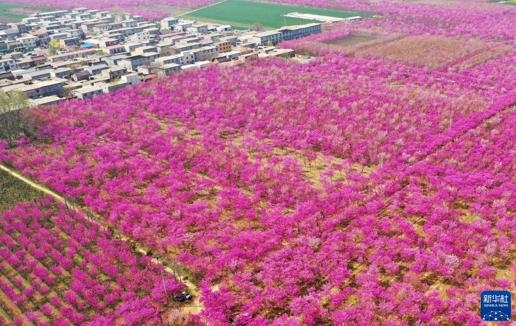 ハナズオウが咲き誇る美しい村　河南省許昌