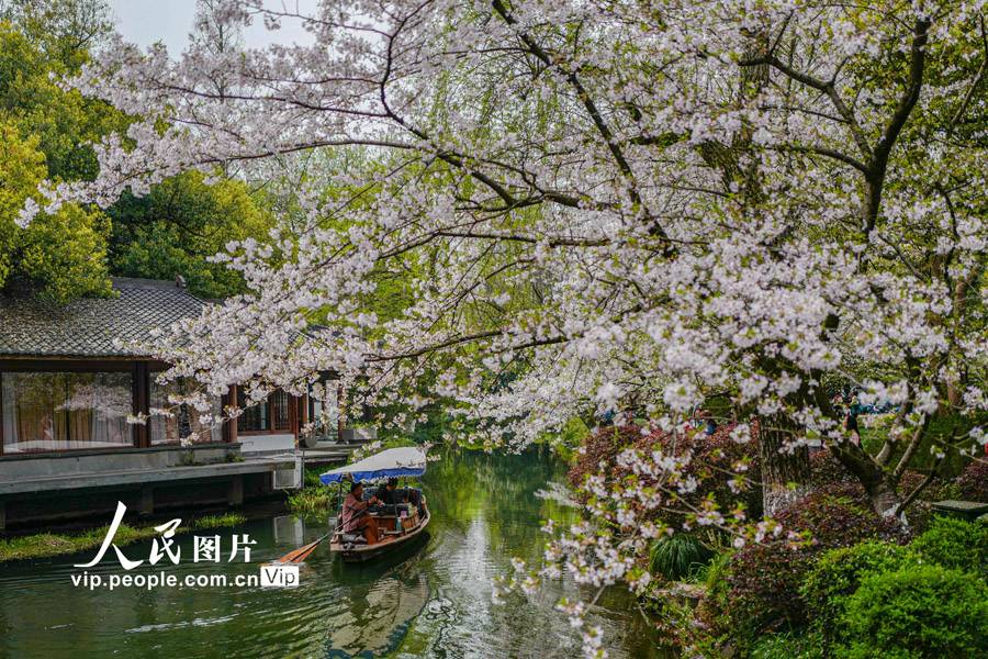 人々を魅了する春爛漫の曲院風荷　浙江省杭州