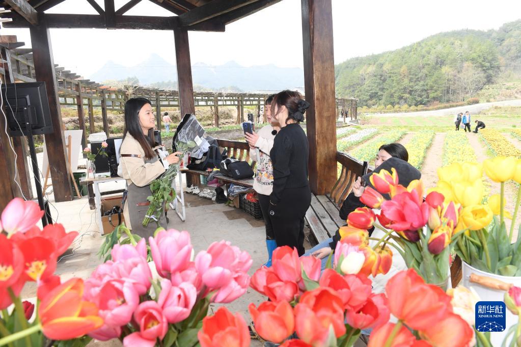 美しく咲くチューリップが地元の経済を活性化　浙江省