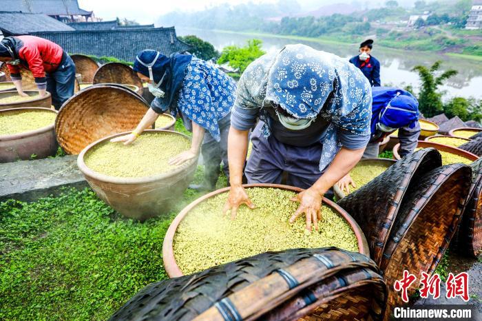 無形文化遺産のしょうゆ醸造で大忙し　四川省合江