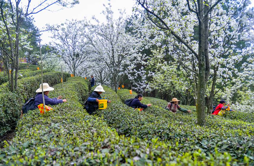 重慶市万州区長嶺鎮青石コミュニティで春の茶摘みをする村民たち（撮影・付作僑）