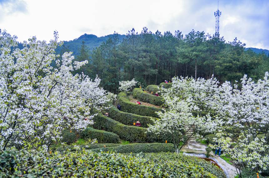 春になり芽吹くお茶の木　茶摘みで大忙しの農家　重慶