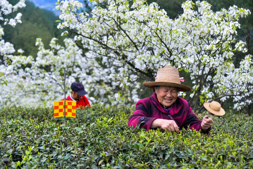 春になり芽吹くお茶の木　茶摘みで大忙しの農家　重慶