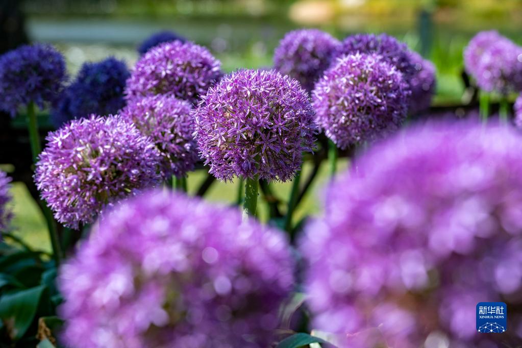 昆明植物園の中烏グローバル葱園（昆明センター）で撮影されたアリウムの花（4月3日撮影・陳欣波）。