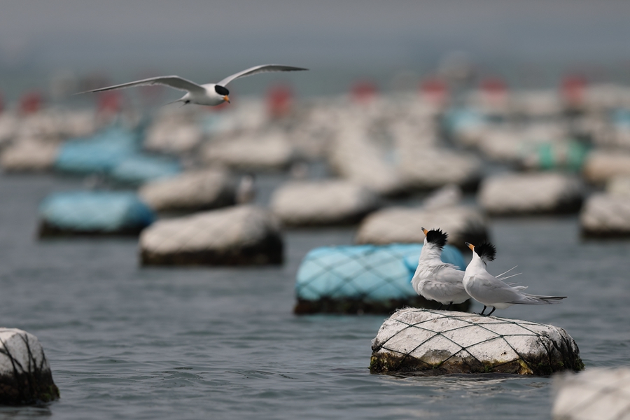 「神話の鳥」と呼ばれるヒガシシナアジサシの姿を確認　福建省晋江