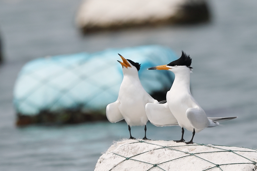 「神話の鳥」と呼ばれるヒガシシナアジサシの姿を確認　福建省晋江