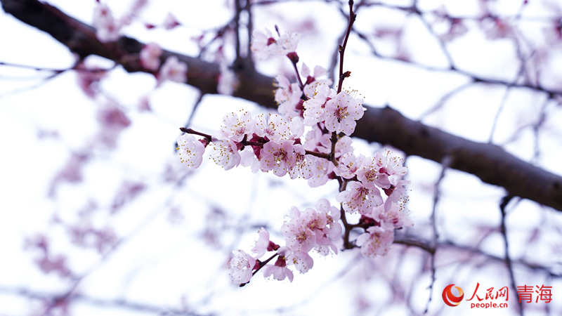 黄河沿岸に春が来た！あたりに漂うアンズの花の香り　青海省