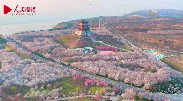 満開の桜を愛でて春の日を楽しむ人々　河南省
