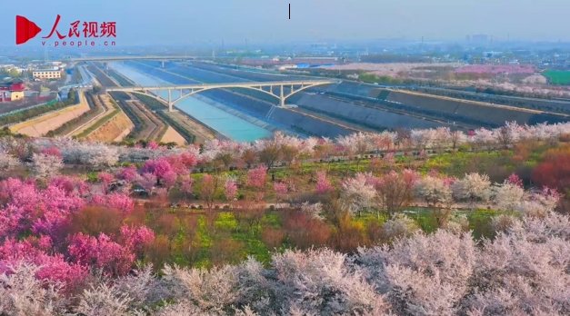 満開の桜を愛でて春の日を楽しむ人々　河南省