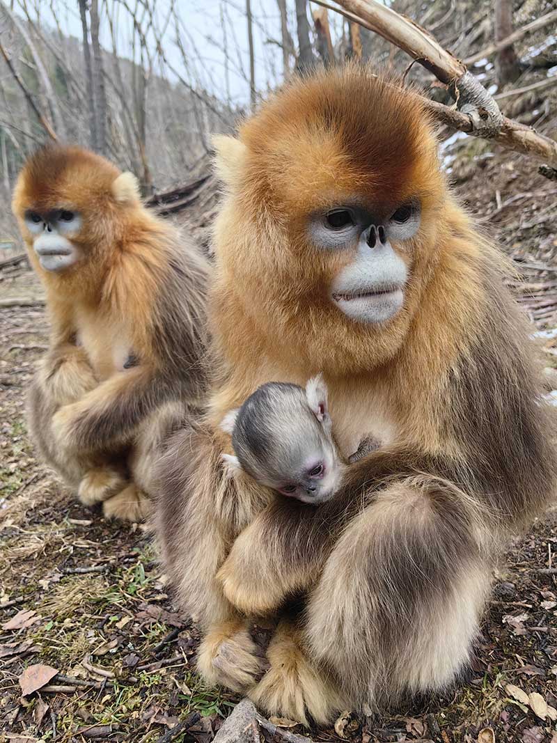 神農架キンシコウ基地で赤ちゃんザル4頭が誕生　湖北省