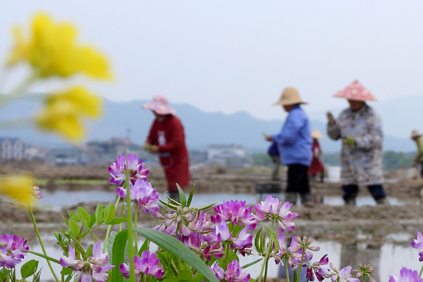 春の田植えシーズン到来　江西省峡江