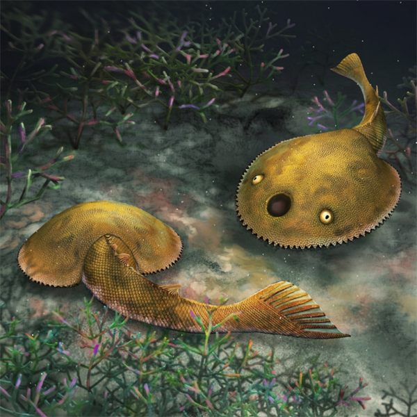 九尾狐甲魚の生態復元図（画像提供は中国科学院古脊椎動物・古人類研究所）。
