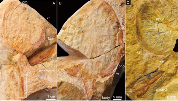九尾狐甲魚及び共に特異保存された板皮類の化石標本（画像提供は中国科学院古脊椎動物・古人類研究所）。
