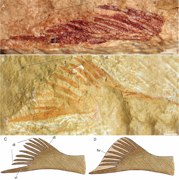 九尾狐甲魚の特異保存された「九尾」（画像提供は中国科学院古脊椎動物・古人類研究所）。