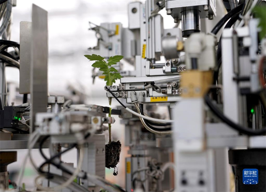 浙江省桐郷市石門鎮の桐信種苗「未来農場」で7日、トマトの接ぎ木を行う農場が研究開発した自動接ぎ木装置。