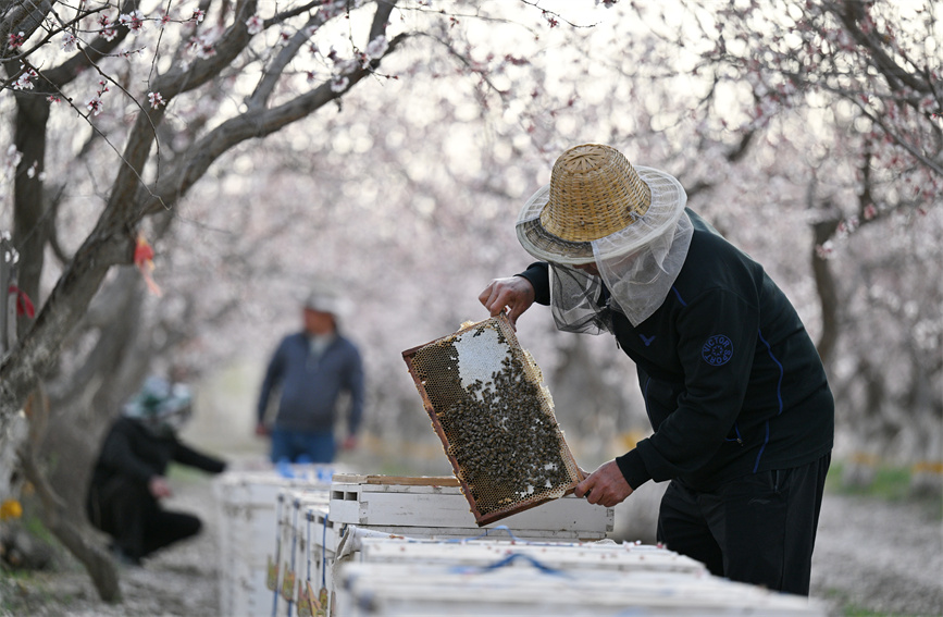 杏園でミツバチの世話をする、養蜂場の技術スタッフと養蜂家。