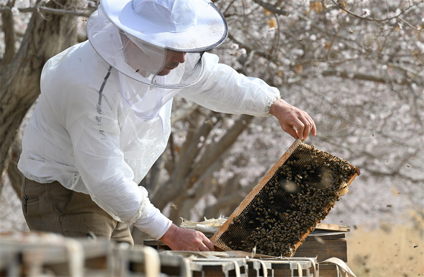 花の開花シーズン到来し、養蜂家も忙しく　新疆