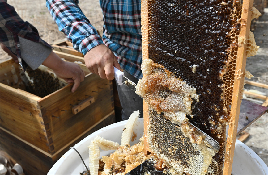 花の開花シーズン到来し、養蜂家も忙しく　新疆