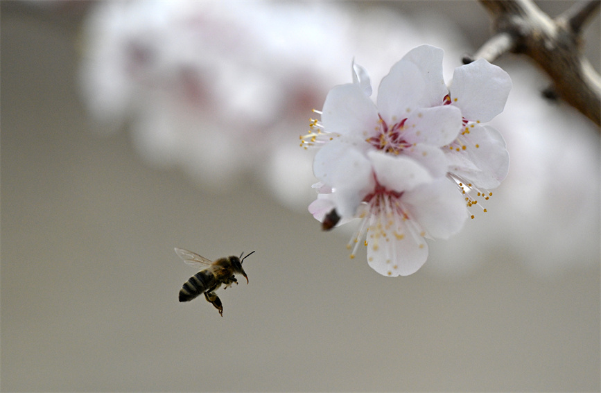 花の開花シーズン到来し、養蜂家も忙しく　新疆