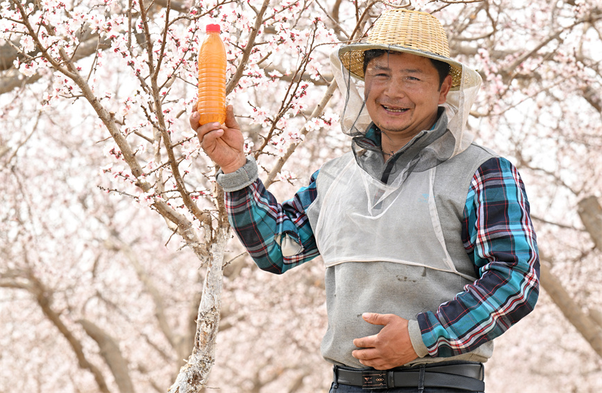 花の開花シーズン到来し、養蜂家も忙しく　新疆