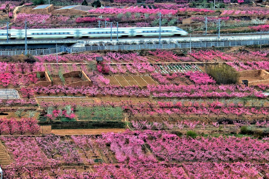 蘭州鉄路局が「桃花観光列車」を運行　甘粛省