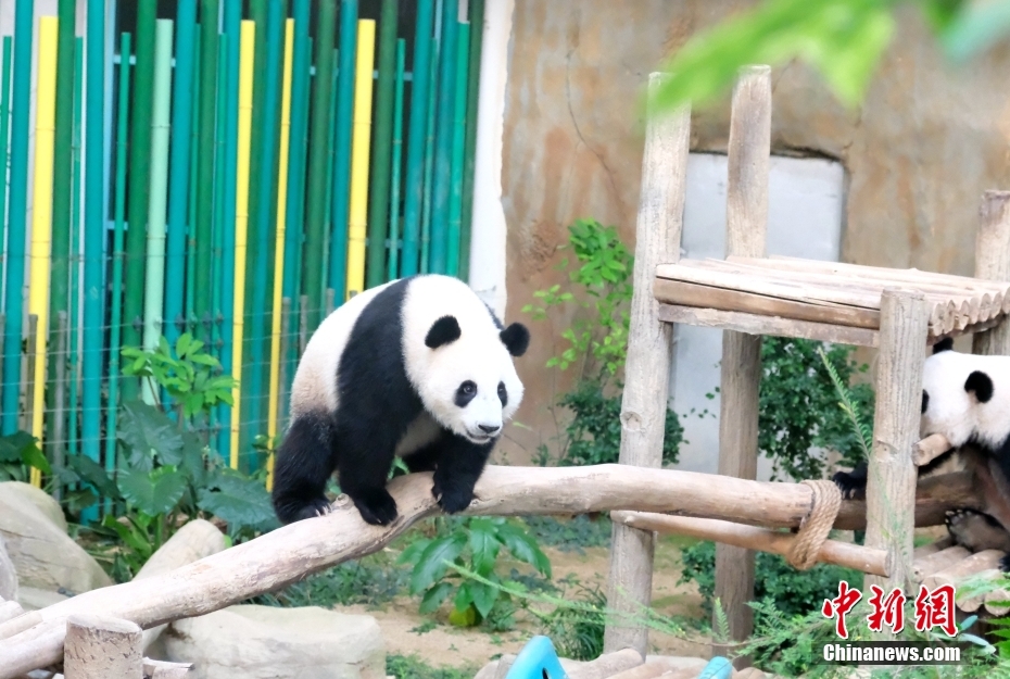 マレーシアで飼育されているジャイアントパンダの「昇誼」が2歳に