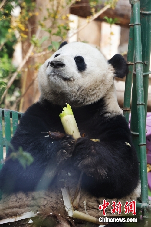 エサを食べるパンダの「萌蘭」のライブ配信スタート　可愛い食べ方が人気の的に
