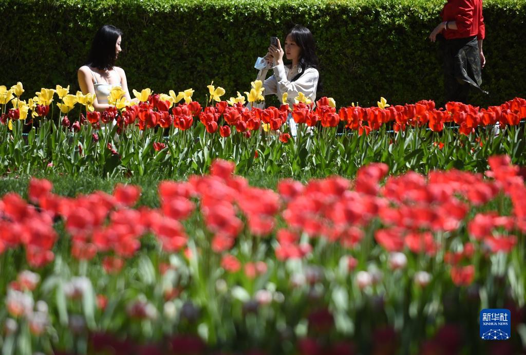北京市にある中山公園で花を愛で、写真を撮る観光客（4月18日撮影・羅暁光）。