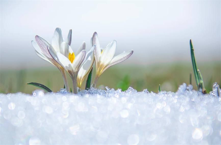 「最も早く太陽が見える」那拉提草原でクロッカスが雪の下から開花　新疆