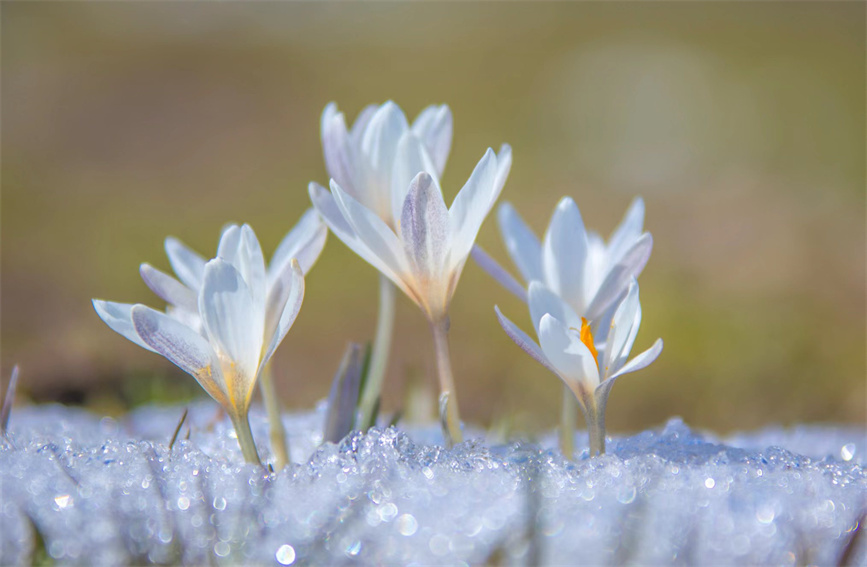 「最も早く太陽が見える」那拉提草原でクロッカスが雪の下から開花　新疆