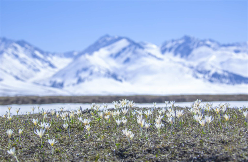 「最も早く太陽が見える」那拉提草原でクロッカスが雪の下から開花　新疆