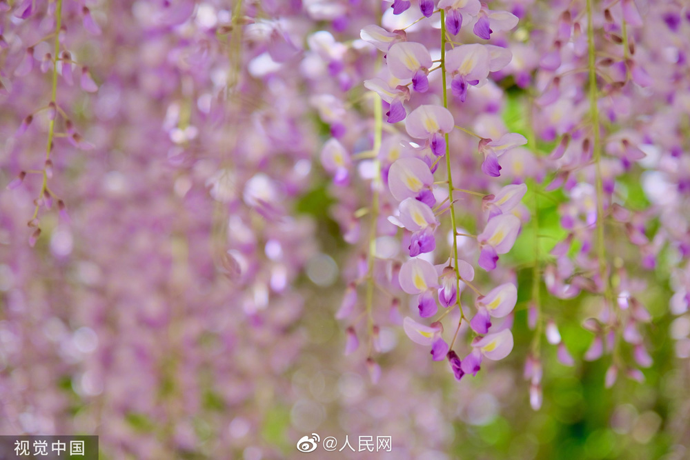 藤棚から美しく垂れ下がる藤の花　北京玉淵潭公園