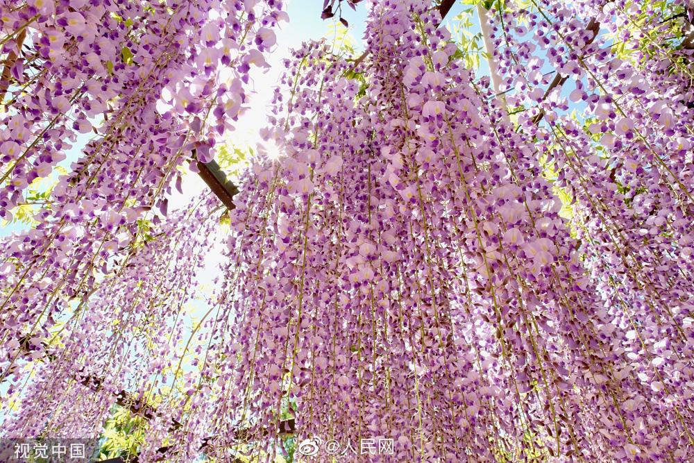 藤棚から美しく垂れ下がる藤の花　北京玉淵潭公園