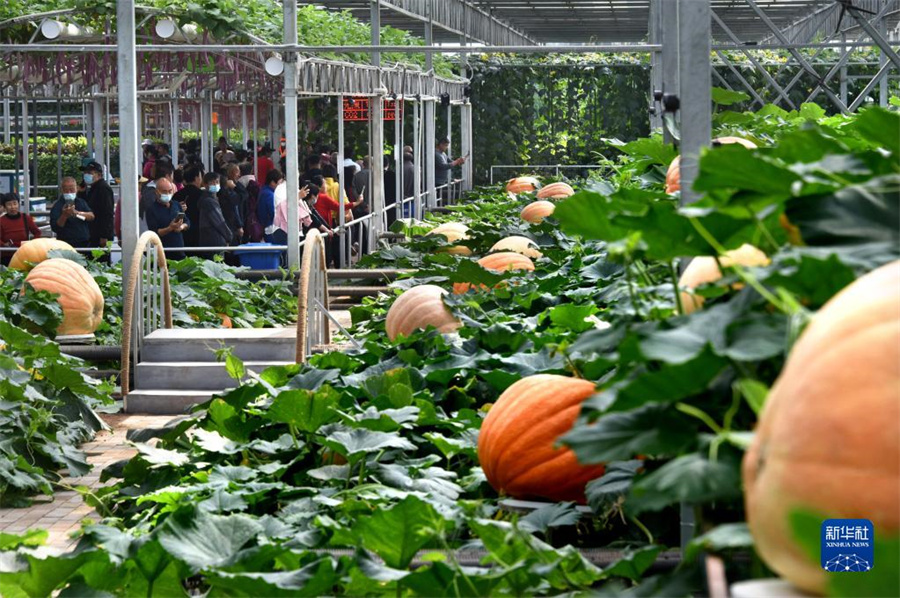 中国（寿光）国際野菜科学技術博覧会が開幕　2000種余りの野菜が出展