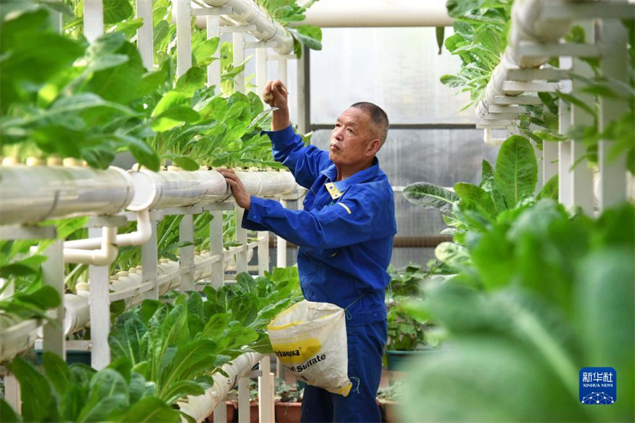 中国（寿光）国際野菜科学技術博覧会が開幕　2000種余りの野菜が出展