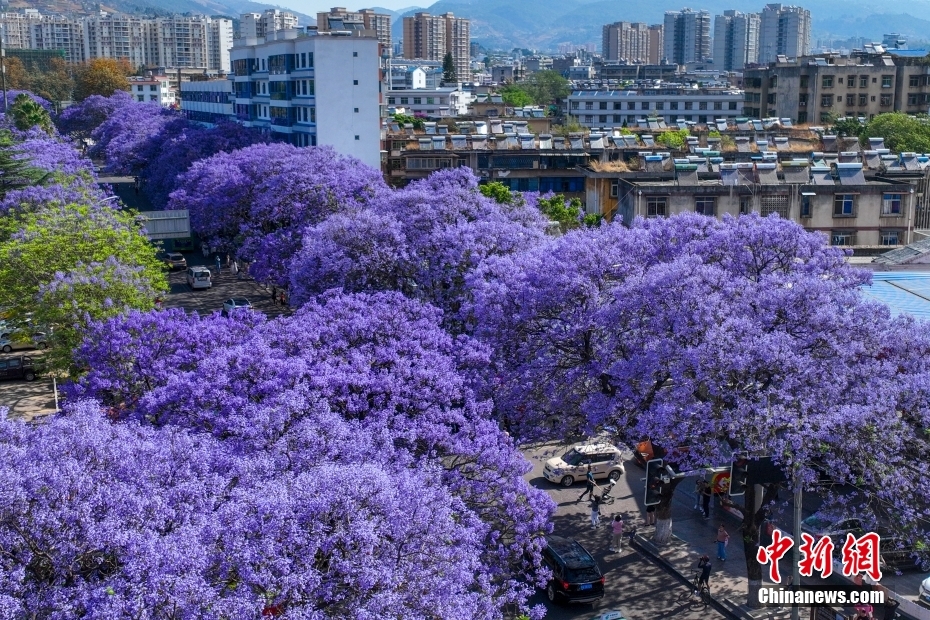 街角に咲き乱れる美しい紫色のジャカランダ　四川省西昌