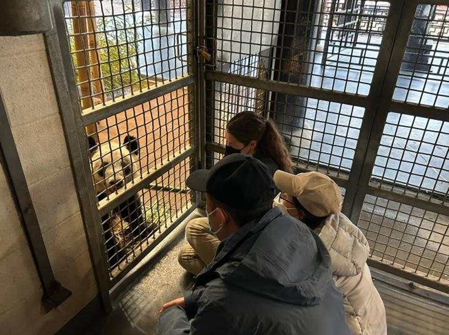 「丫丫」をチェックする北京動物園とメンフィス動物園の職員(4月11日撮影)。