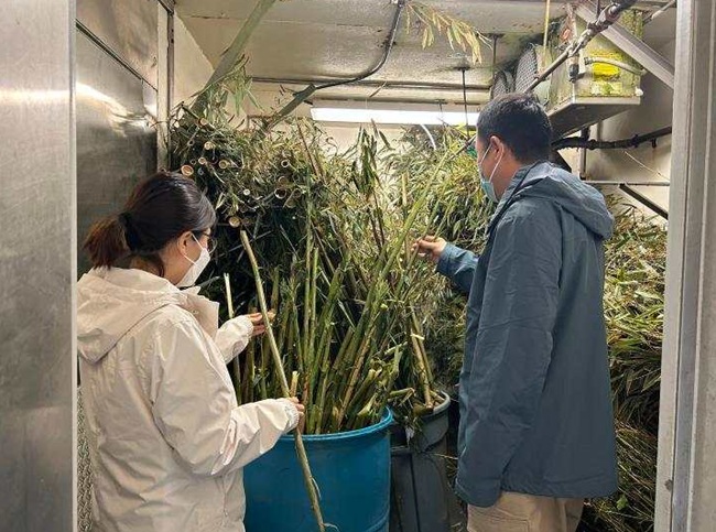「丫丫」に与える竹をチェックする北京動物園の職員(4月12日撮影)。