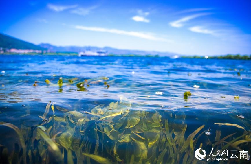 滇池の湖面に花開く「海菜花」　雲南省