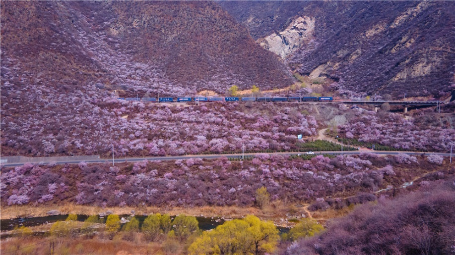 花の中を走り抜ける列車が美しい春の景色を演出