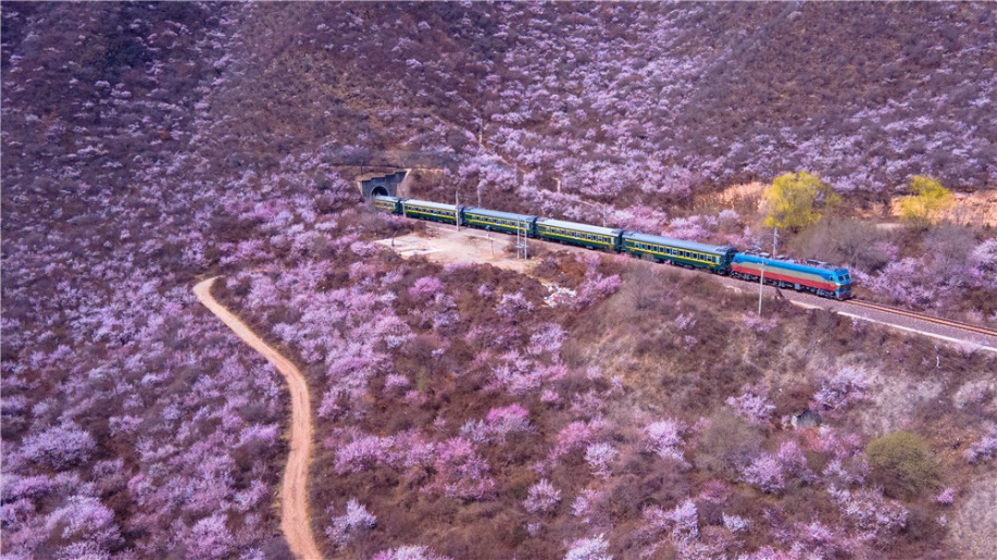 花の中を走り抜ける列車が美しい春の景色を演出