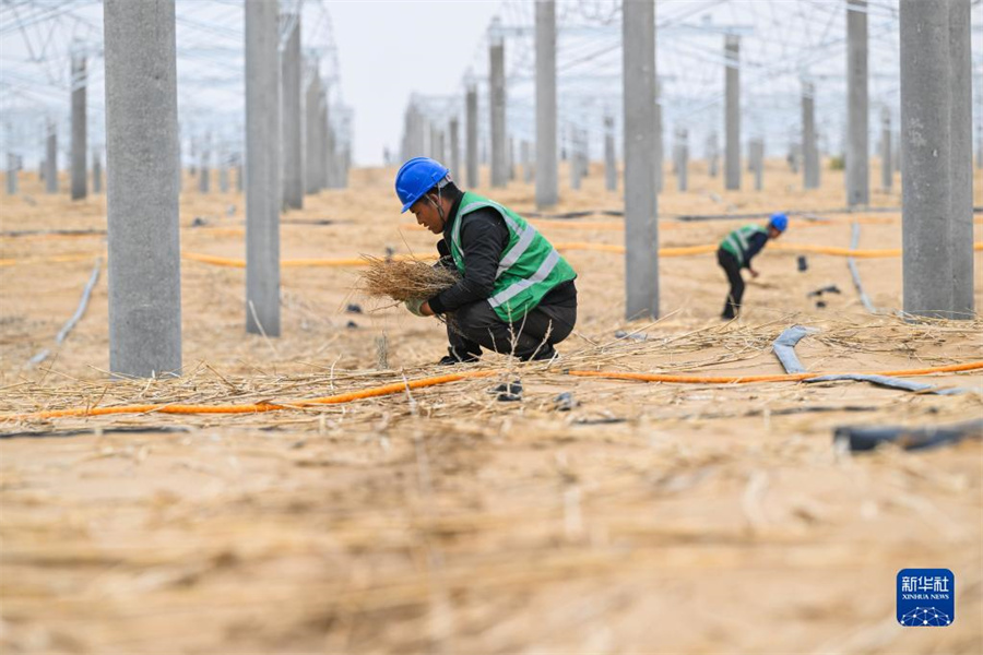 太陽光発電砂漠化対策拠点で植物を栽培　内蒙古