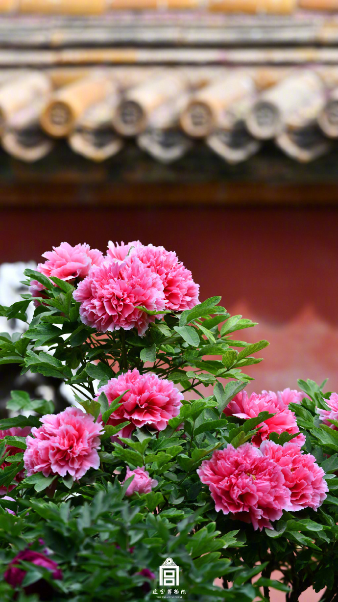 色鮮やかな花が歴史ある建物とコラボレーションする故宮　北京